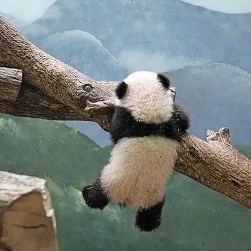 微信最流行熊猫头像