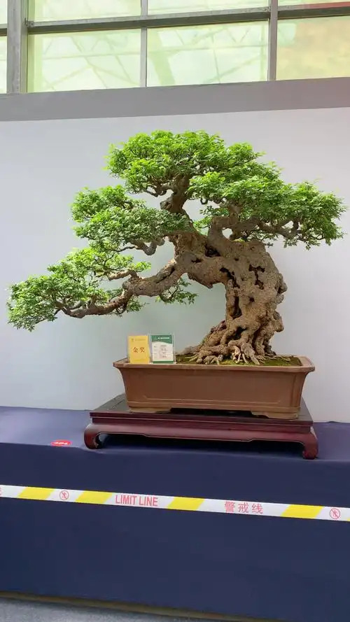 金奖作品榆树盆景