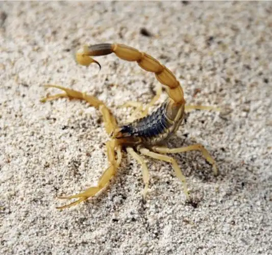 盘点动物界中最毒的九种生物