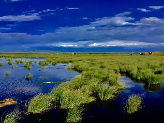 梦幻甘南,花湖湿地风景区!(副本)