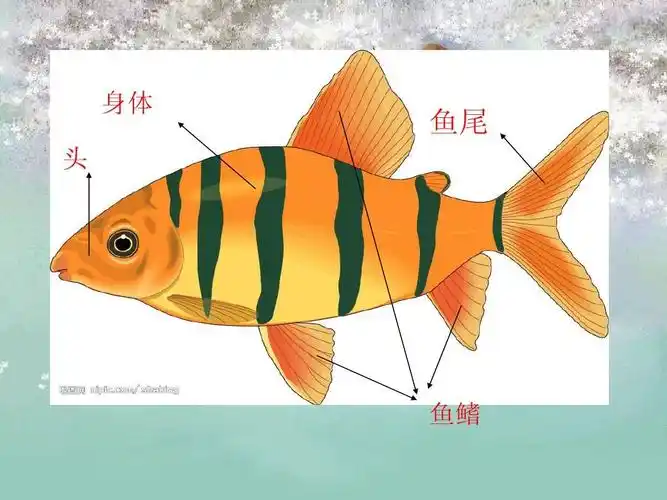 剪纸鱼ppt 第3页 (共14页,当前第3页) 你可能喜欢 鱼类名称 鱼类知识