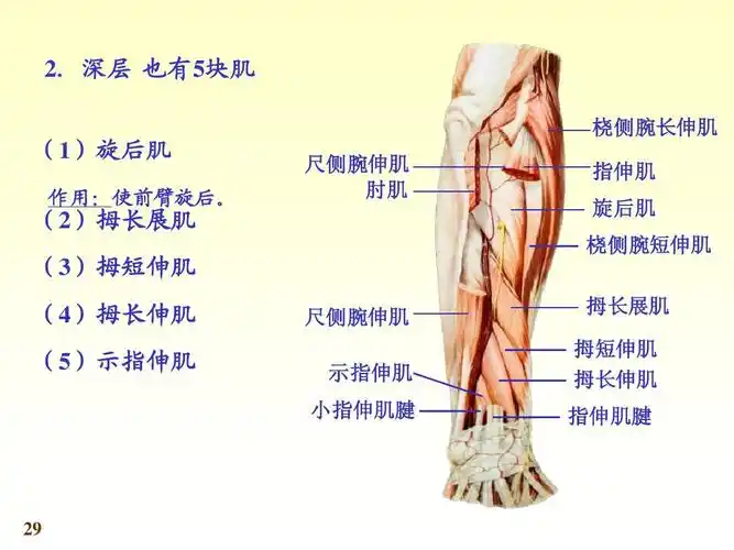 5块肌 桡侧腕长伸肌 (1)旋后肌 (2)拇长展肌 (3)拇短伸肌 (4)拇长伸肌