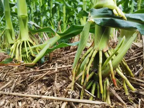 玉米:其中30%~40%属于茎杆折断!
