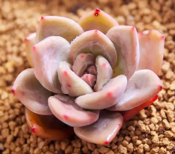 香槟进口多肉精品植物盆栽办公室绿植花卉桌面多肉植物