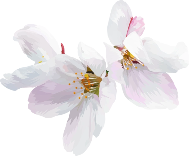 p站 插画 素材 樱花