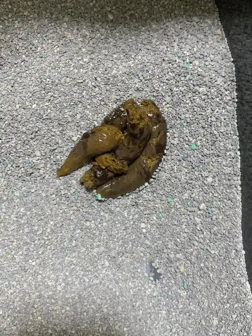 讨论科普讨论猫猫的屎这样是正常的吗