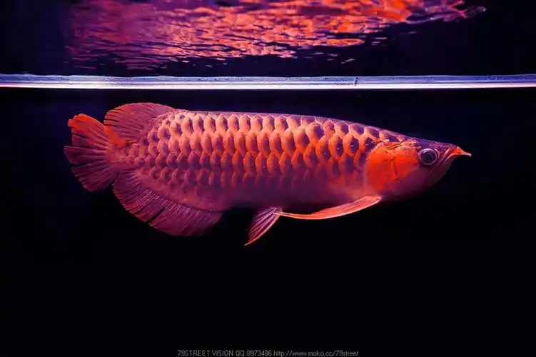 摄影】79街摄影工作室红龙鱼龙鱼济南2012-11-20119566浏览分类:宠物