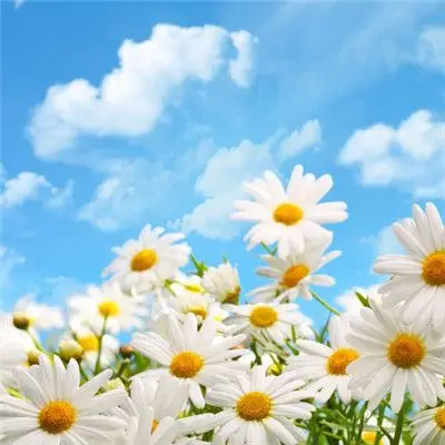 清新花朵头像,好看淡雅小雏菊图片