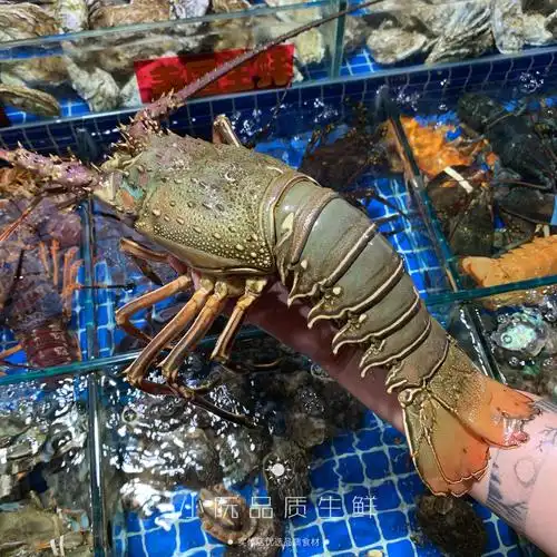 龙虾鲜活莫桑比克大青500g称重澳洲青龙活冻海鲜冻虾