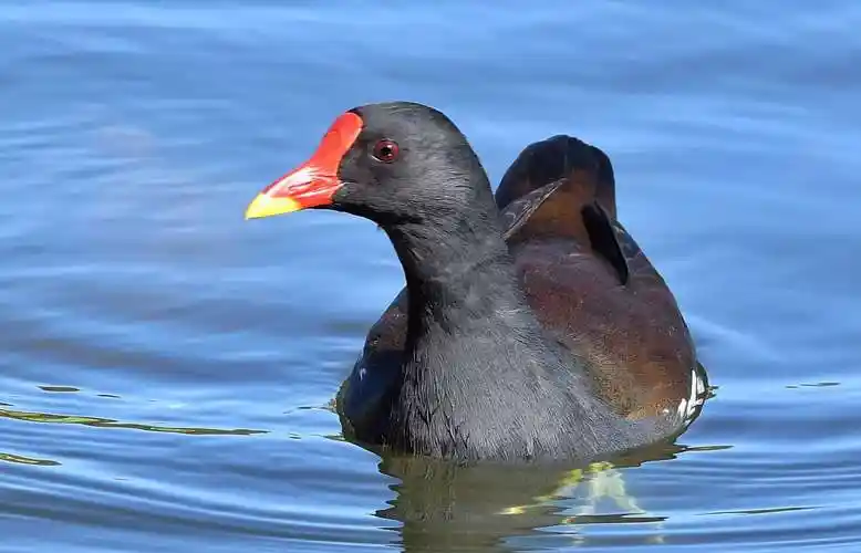 圆明园湖面的黑水鸡