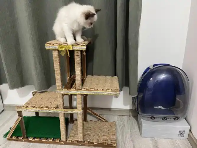 自制猫爬架