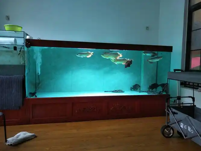 霸气的鱼缸,龙鱼的绝配