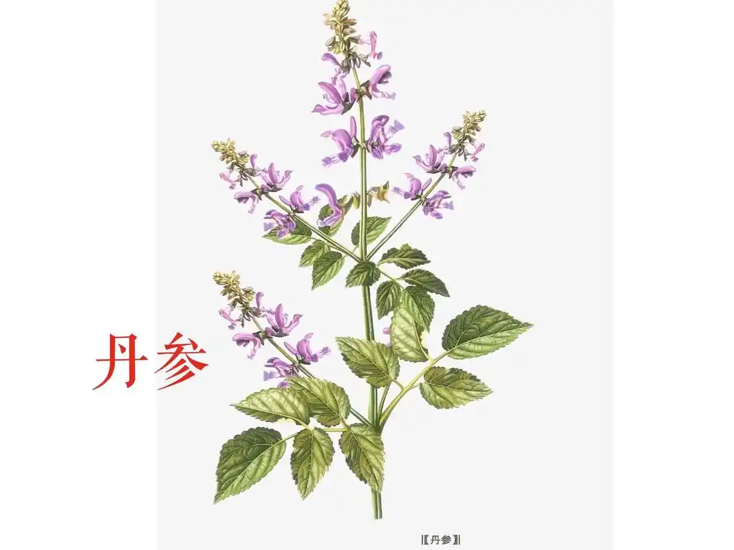丹参来源于唇形科植物丹参的干燥根及根茎 - 抖音