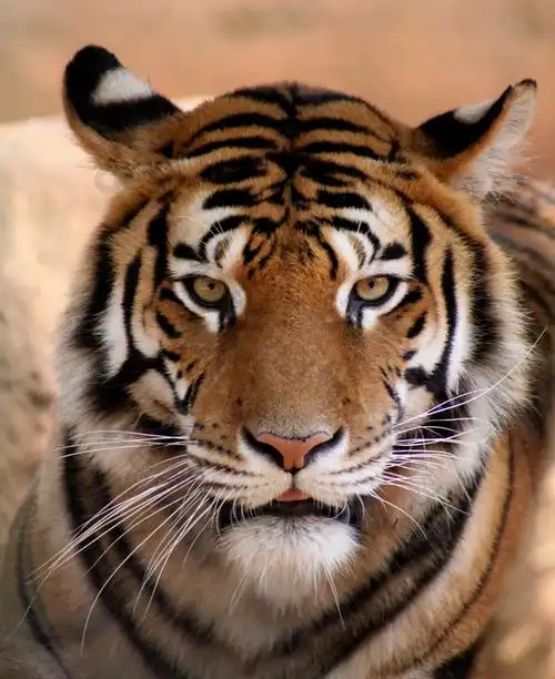 老虎嘴稍稍打开带有脸