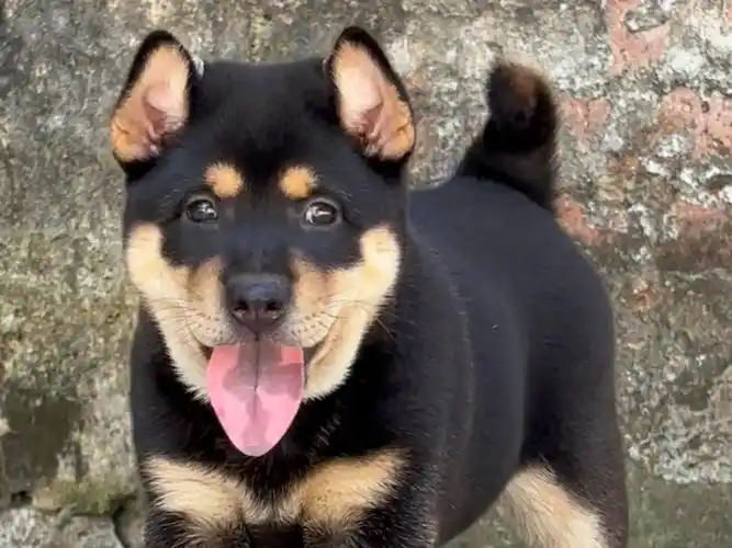 四眼铁包金,村里的神兽,有四只眼睛,中华田园犬