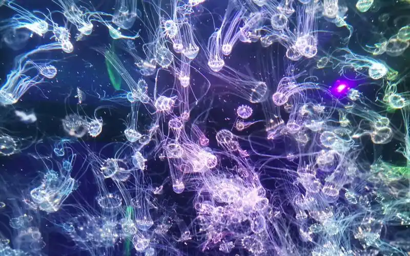 【rainbow dance】水中彩虹2_钻石水母