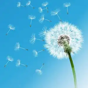 飞翔的蒲公英头像