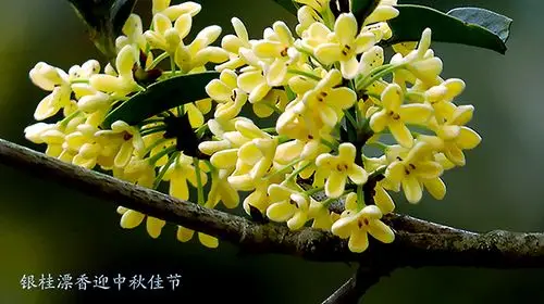银桂漂香迎中秋佳节
