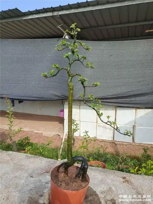 [5一15]2棵直杆文人金弹子准备换盆-盆景园艺-中国兰花交易网社区