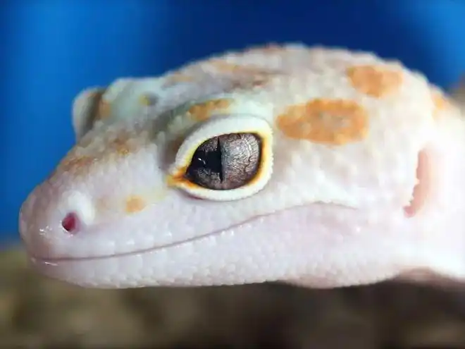 即眼睛布满血管纹路,身体表现出消色感体征的豹纹守宫个体