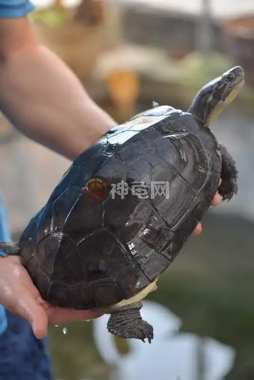 杂交龟:我不是纯种,但我一样美丽-科技频道-手机搜狐