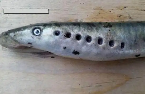 男子河中洗澡发现僵尸鱼 比恐龙还早两亿年