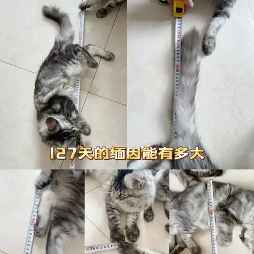 体重也不喜欢站称,拍的我都要急眼了#缅因猫  #缅因猫舍  #缅因库恩猫