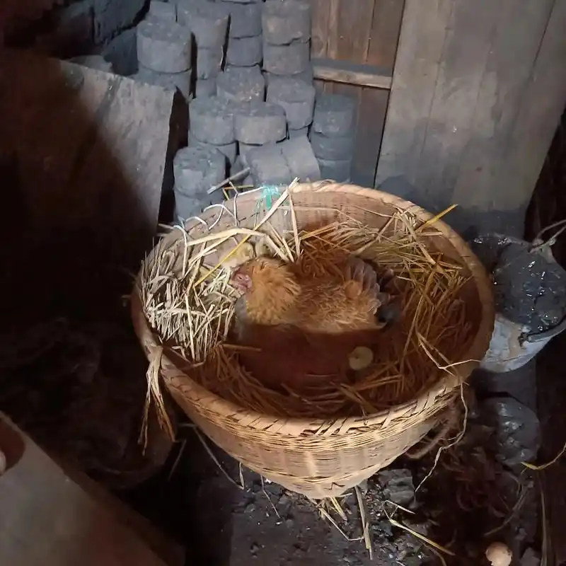老母鸡孵二十多天的成果,十九个蛋,十四个小生命诞生了,还有四 - 抖音