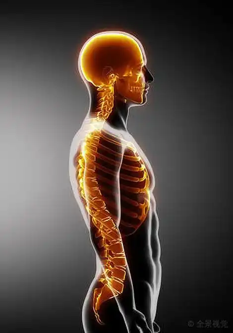 肋骨_脊椎_头骨_侧面图_图片素材