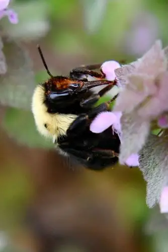 体型超大的木匠蜂