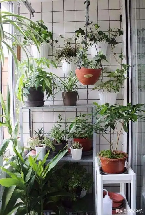 错过!100%会后悔的阳台绿化细则