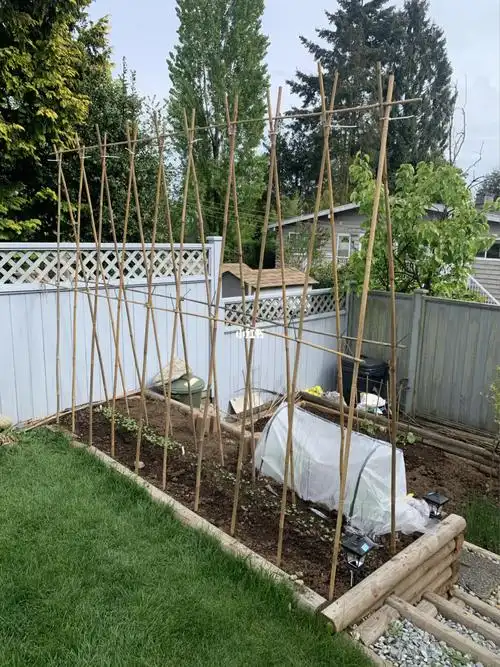 豆角苗还在屋里,豆角架子先支起来了