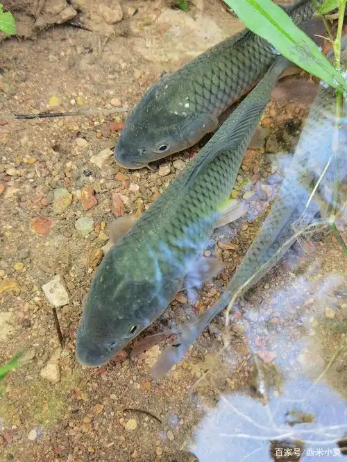 贵州正宗稻花鱼,生龙活虎,你是否吃过?