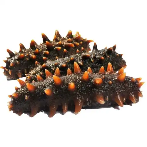 即食大连海参送礼非干货淡干500g特价 礼盒海生野生刺参辽参鲜食优惠