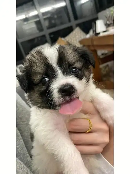 小毛头长大了会是啥样呢