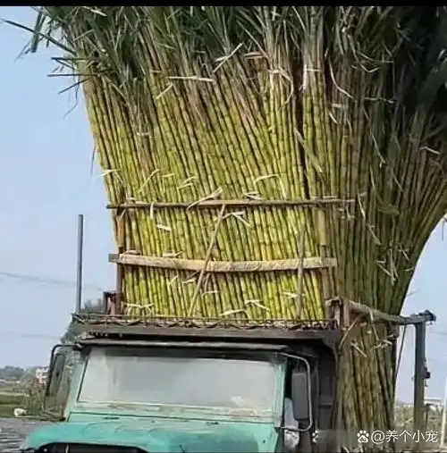拖拉机牵引着甘蔗,售价是多少一捆呢?