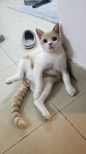 【广州】成年乳白英短有偿领养