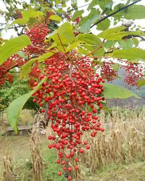 山桐子树是一种纯天然的木本食用油和具有生物可降解性的生物燃料来源