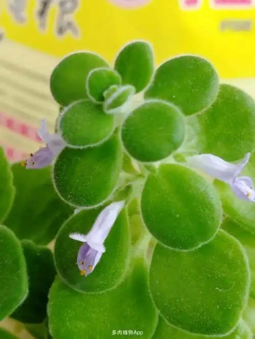 第一次见碰碰香开花