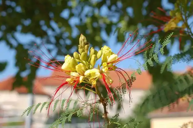 凤尾花的寓意和花语