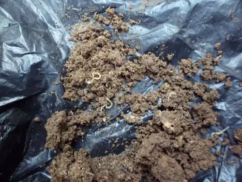 请问图中的白色小虫子是什么虫子?