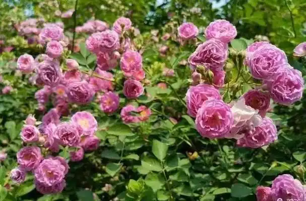 习吟风花雪月秉烛诗词春秋退役大校宫书德书诗词串烧二