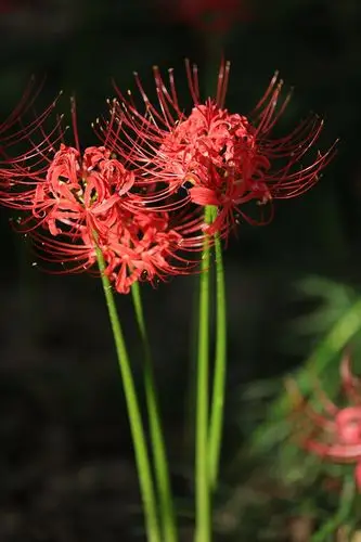 《石蒜花____彼岸花》严焕文图/文.2020.9.17.