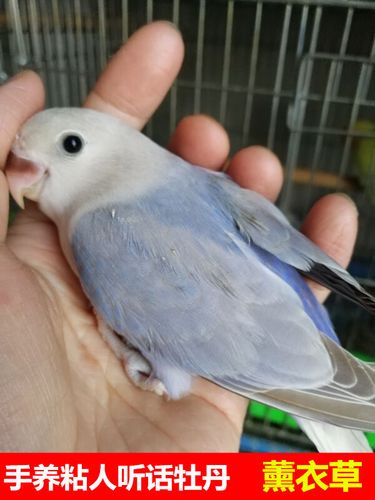 朵芮蜜手养半毛牡丹鹦鹉雏鸟人幼鸟蓝闪紫伊莎薰衣草紫闪 薰衣草