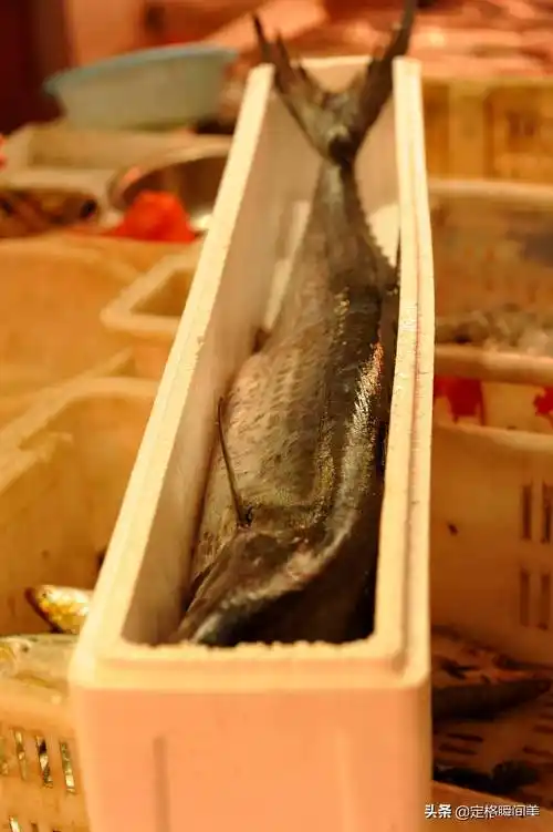 "大鲅鱼好吃,还是小鲅鱼好吃".