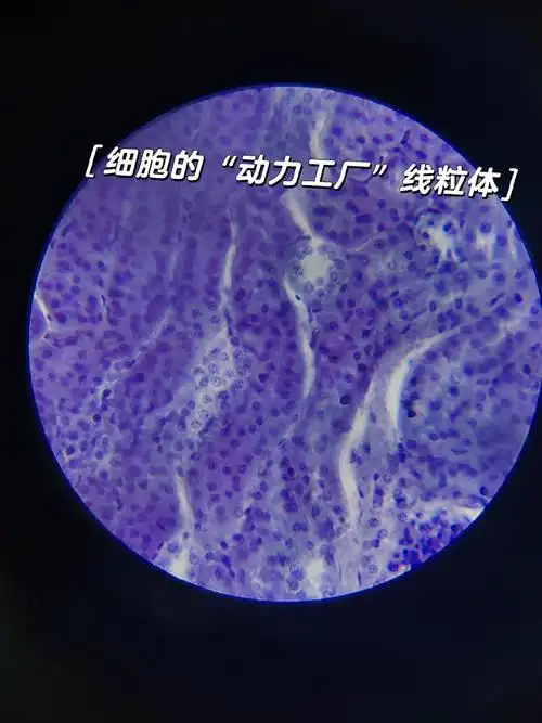 显微镜下:线粒体,红细胞,草履虫