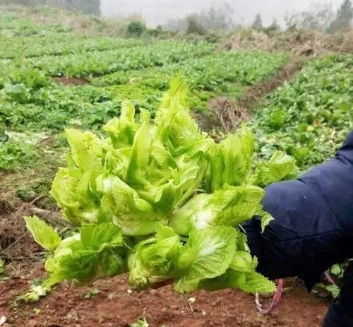 儿菜无公害栽培技术,想更合理的种植儿菜,这几步必不可少
