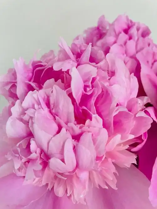 芍药已经开放三天的样子羞答答的粉色少女热情的绽放了原图无滤镜都