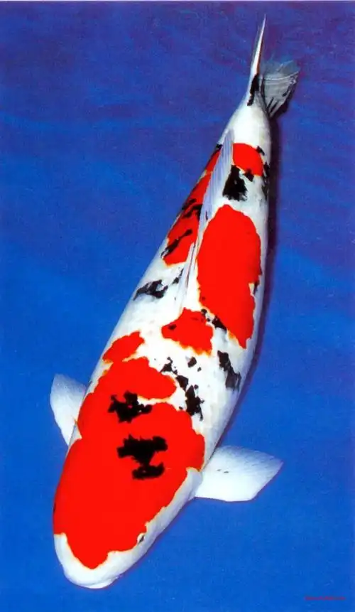 data-lemmaid="743327">昭和 /a> showa)出于上世纪三十年代的日本 a