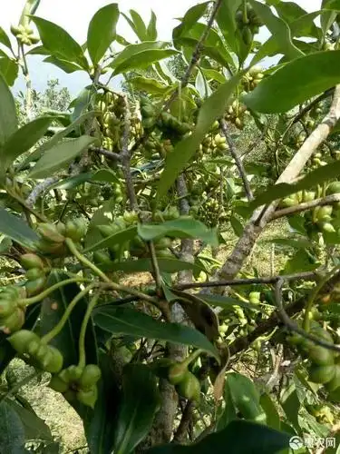 正宗广西无硫磺八角大料自晒自卖老树新鲜不骗人的原八角大料